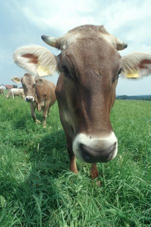 Bioland Bayern Braunvieh, Milchkuh auf der Weide, Juni 2002, Biolandhof Lerf, _kologischer Landbau ,Rinder