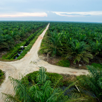 Import und Kennzeichnung von Palmöl