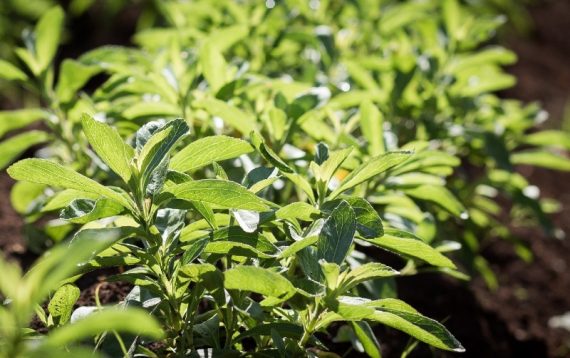 The stevia plant grows in a field in Kenya. (PRNewsFoto/The Global Stevia Institute)