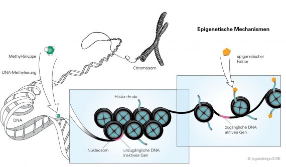 Epigenetische Mechanismen_pigurdesign_DIfE