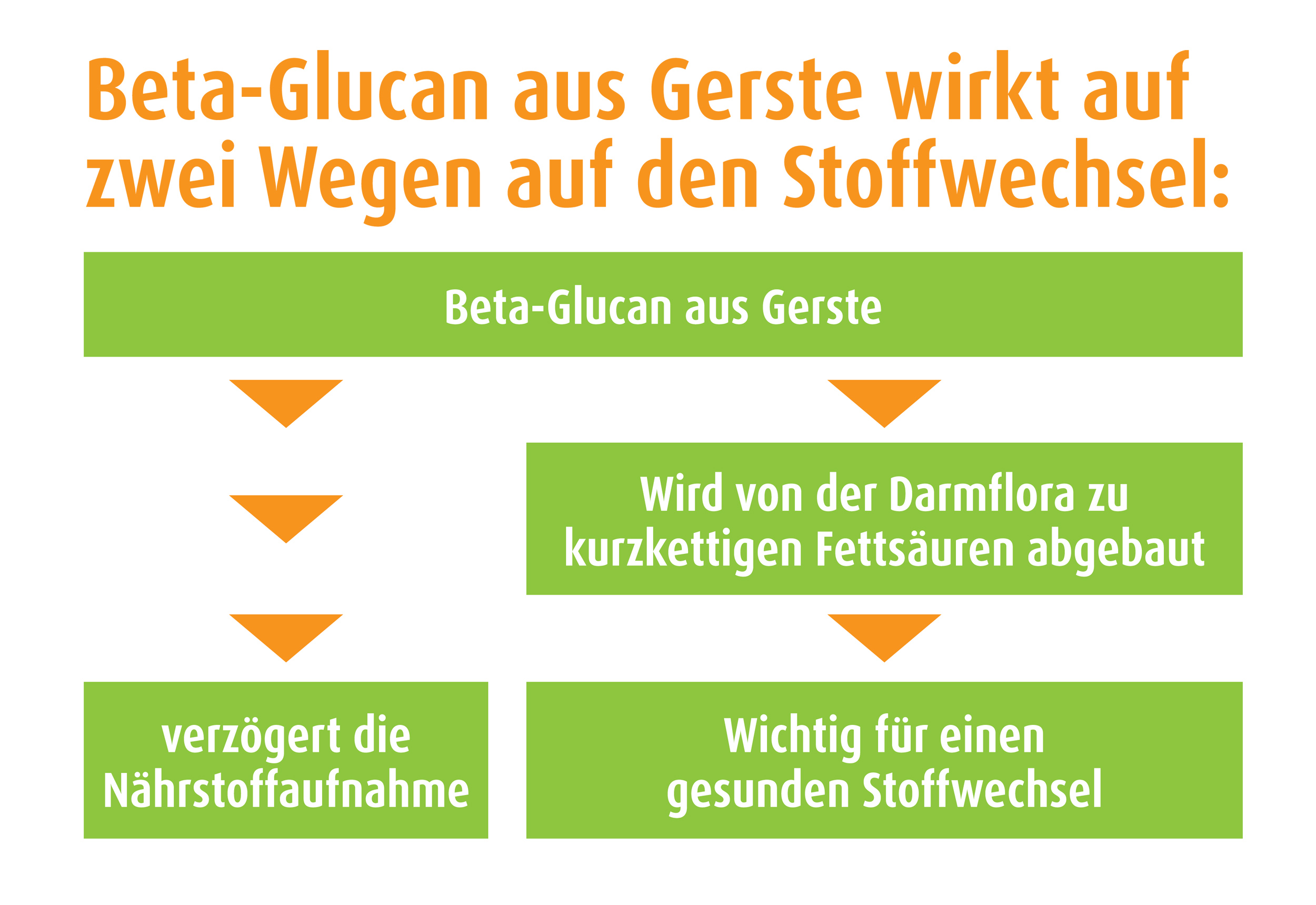 Infografik zu Beta-Glucan-Gerste