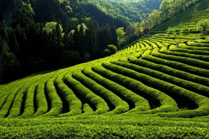 Pflanzenschutzmittelrückstände in Tees ?