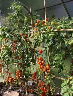 Bio-Gemüse: Tomaten