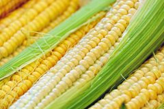 ÖKO-TEST: Dosen-Mais stark mit BPA belastet  