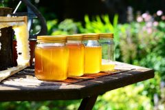Das Bienenleben: Sieben Wochen für einen Teelöffel Honig